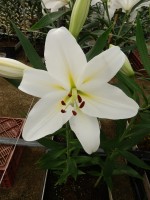 [5602 VH32 Buriano No02.JPG]